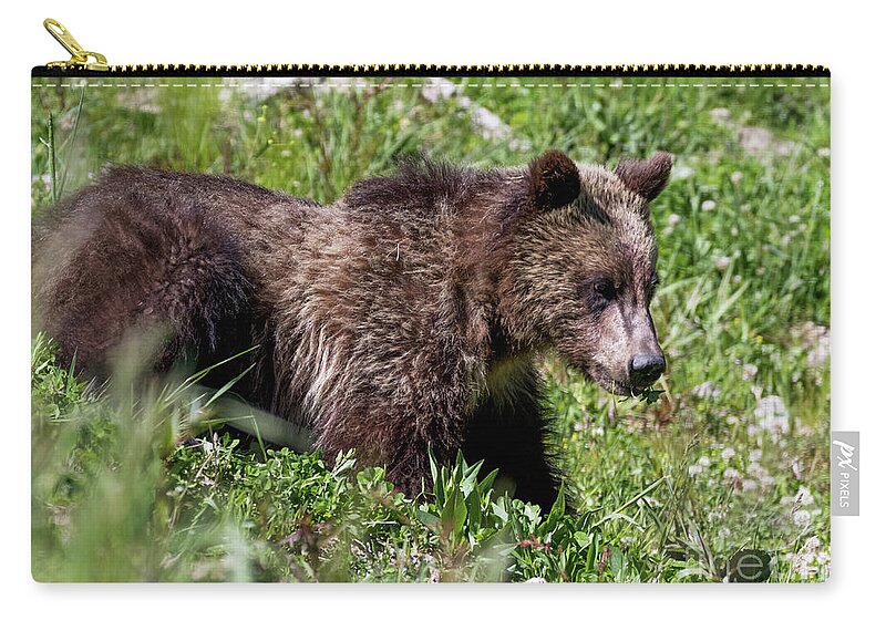  Zip Pouch featuring the photograph Grizzly Cub by Vincent Bonafede