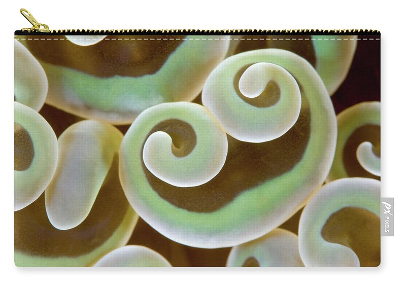 A Branching Hammer Coral Zip Pouch featuring the photograph Groovy coral by Tanya G Burnett