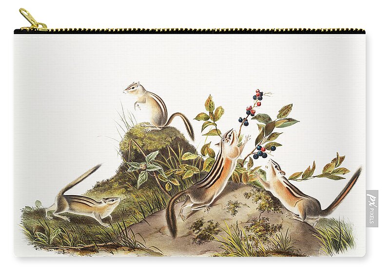 America Zip Pouch featuring the mixed media Ground Squirrel. John Woodhouse Audubon by World Art Collective