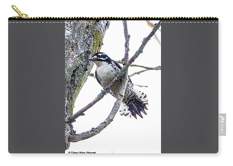 Woodpecker Zip Pouch featuring the photograph Hairy Woodpecker by Tahmina Watson
