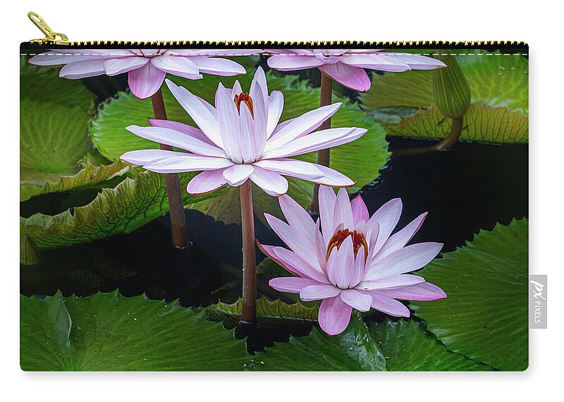 Floral Zip Pouch featuring the photograph Hanging out with each other. by Usha Peddamatham