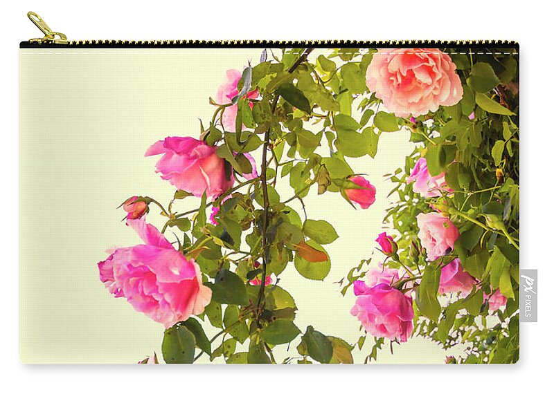 Roses Zip Pouch featuring the photograph Hanging Roses by Elaine Teague