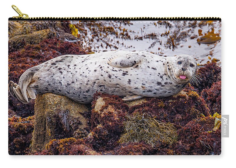 Harbor Seal Zip Pouch featuring the photograph Happy The Harbor Seal by Derek Dean