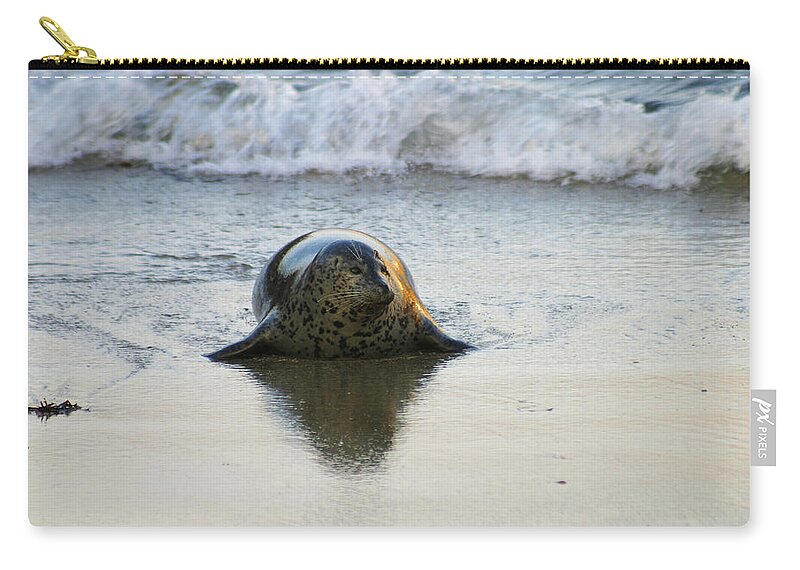 Harbor Seal Zip Pouch featuring the photograph Harbor Seal in Golden Light by Anthony Jones