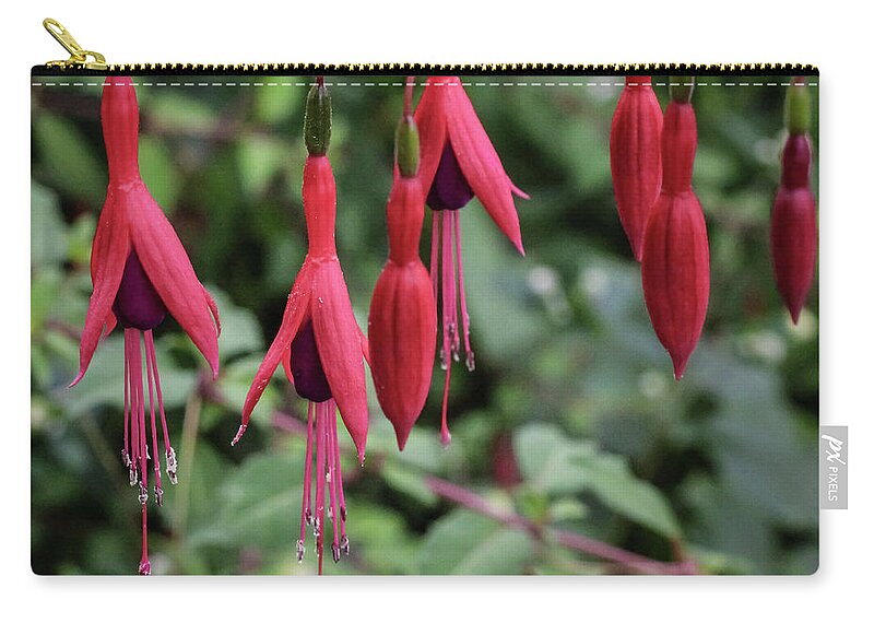 Plant Zip Pouch featuring the photograph Hardy fuchsia with pendent flowers by Anamar Pictures