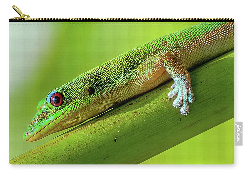 Kauai Zip Pouch featuring the photograph Hawaiian Day Gecko V. by Doug Davidson