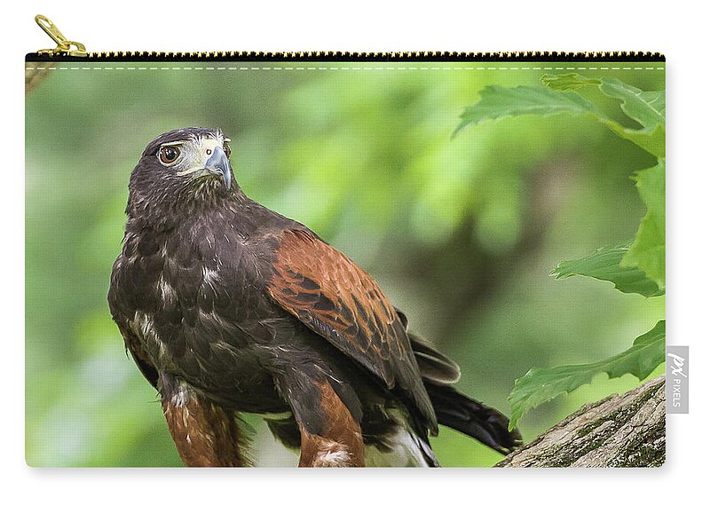 Raptors Owl Hawk Carry-all Pouch featuring the photograph Hawk by Robert Miller