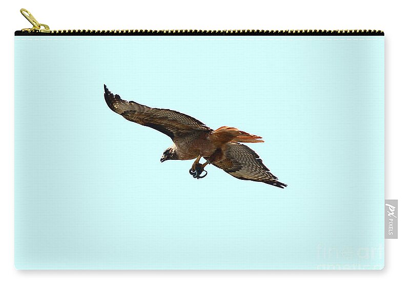 Red Tailed Hawk Zip Pouch featuring the photograph Hawk with a Snake -1 by Tony Lee