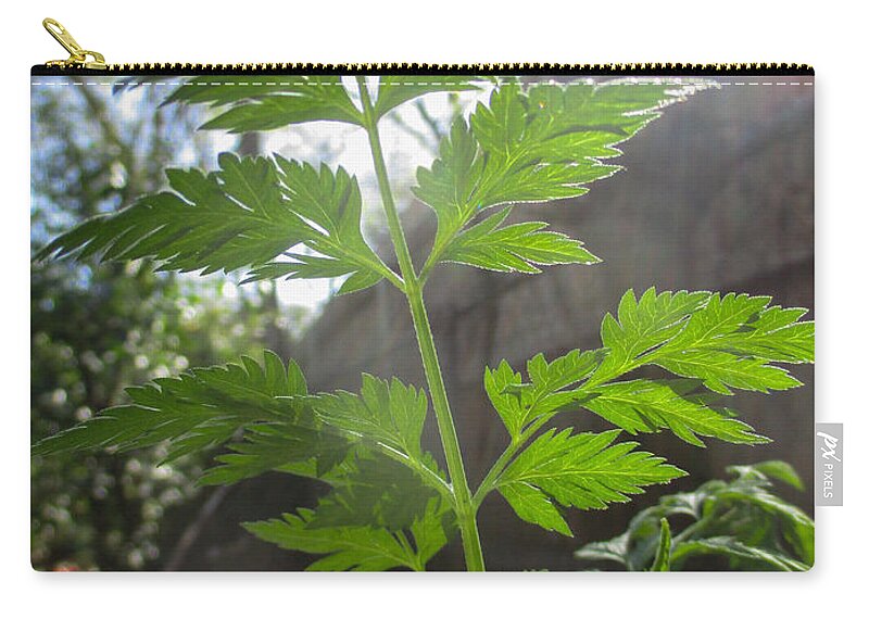 Torilis Arvensis Zip Pouch featuring the photograph Hedge Parsley by W Craig Photography