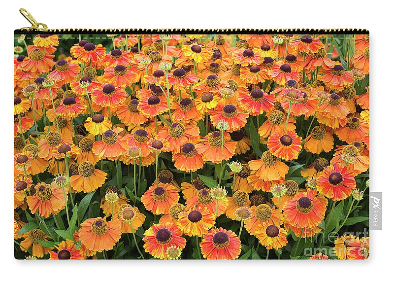 Helenium Zip Pouch featuring the photograph Helenium Sahins Early Flowerer in an English Garden by Tim Gainey