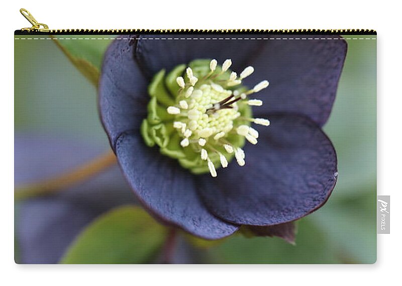 Helleborus Orientalis Zip Pouch featuring the photograph Hellebore by Tammy Pool