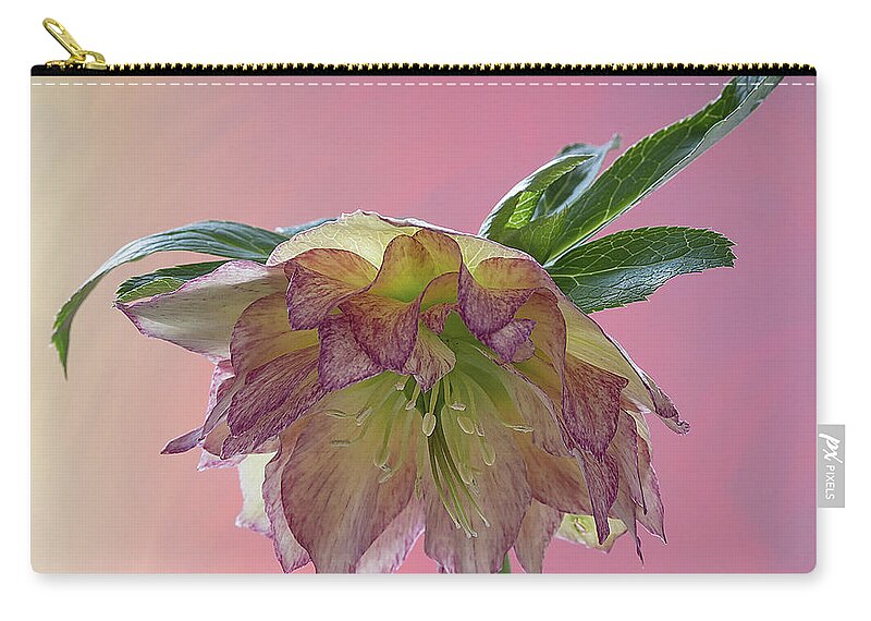 Floral Zip Pouch featuring the photograph Hellebores 2 by Shirley Mitchell
