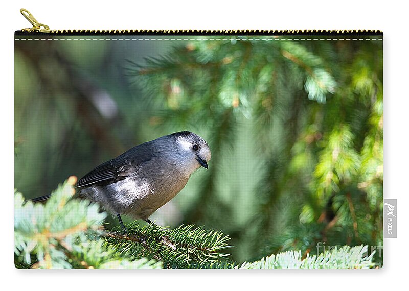  Gray Jay Zip Pouch featuring the photograph Hello There by Sharon Talson