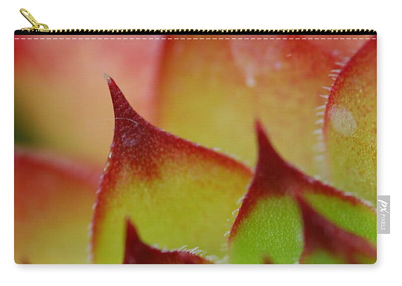 Hens And Chicks Zip Pouch featuring the photograph Hens And Chicks #10 by Stephanie Gambini