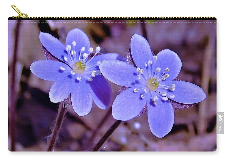 - Hepatica Zip Pouch featuring the photograph - Hepatica by THERESA Nye