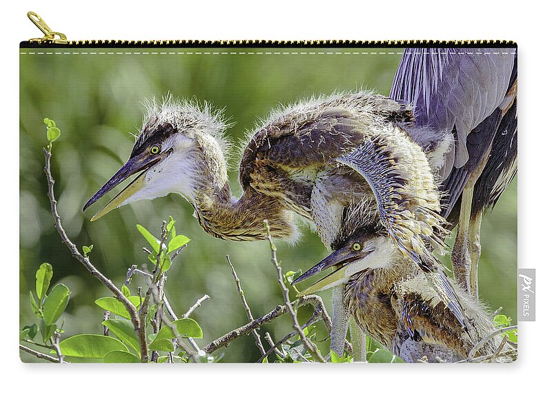 Great Blue Heron Zip Pouch featuring the photograph Heron Chicks by David Lee