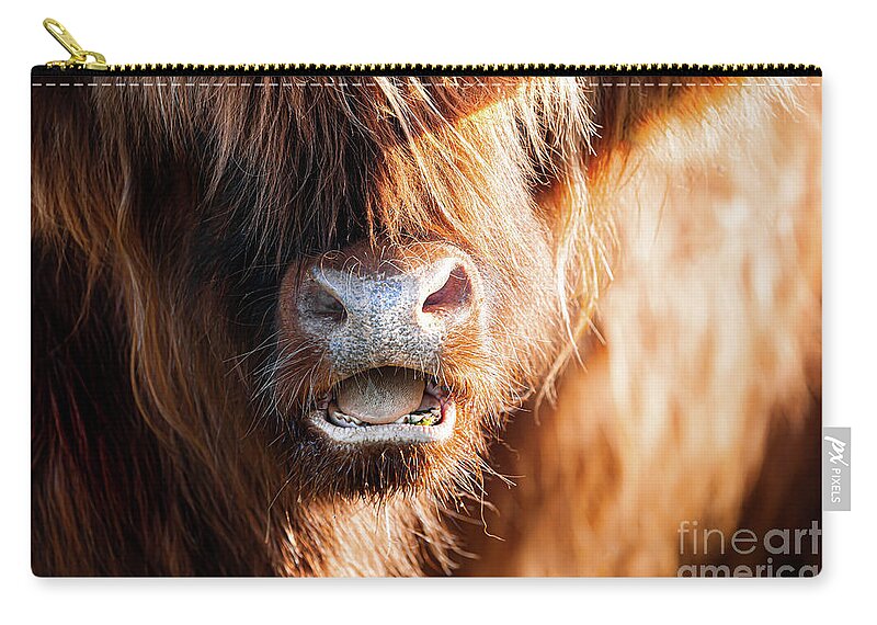 Highland Cattle Zip Pouch featuring the photograph Highland cow face close up with open mouth by Simon Bratt
