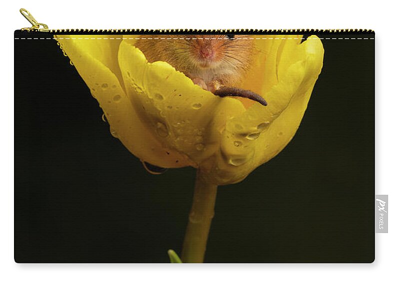 Harvest Zip Pouch featuring the photograph HM Tulip 01634 by Miles Herbert