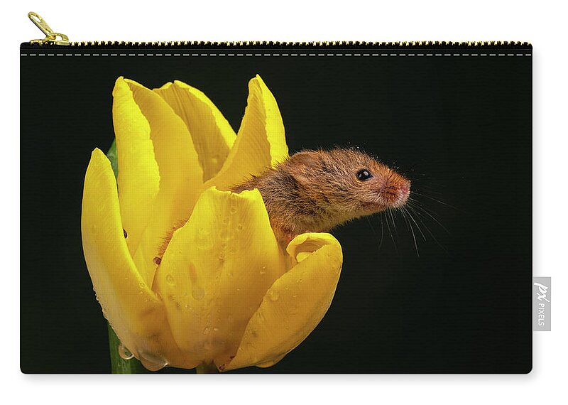Harvest Zip Pouch featuring the photograph HM Tulip 02178 by Miles Herbert