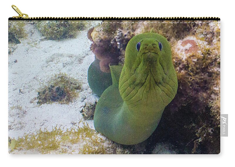 Animals Carry-all Pouch featuring the photograph Hmpht by Lynne Browne