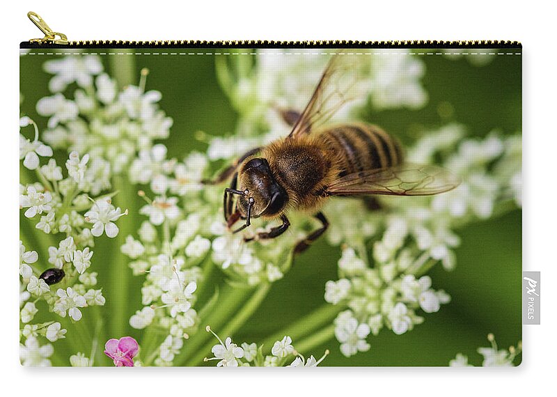 Animals Zip Pouch featuring the photograph Honey Bee and White Flowers by Amelia Pearn