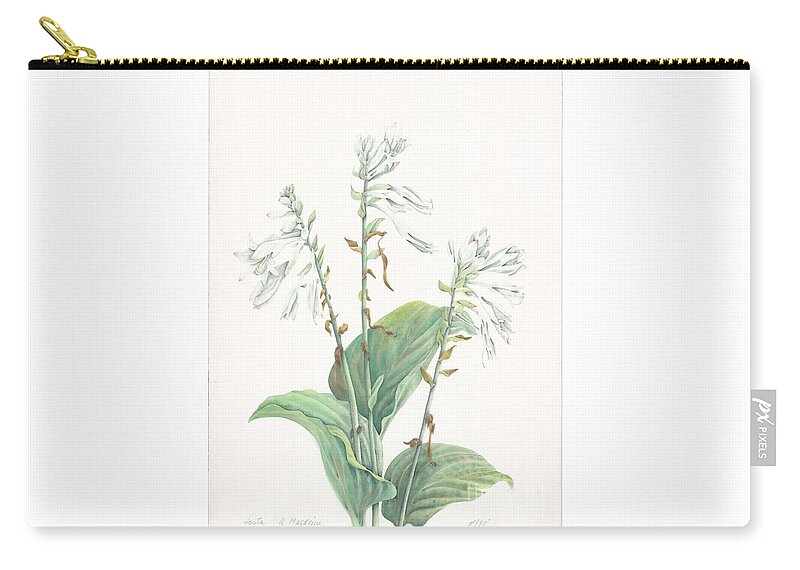 Hosta Zip Pouch featuring the painting Hosta by Albert Massimi