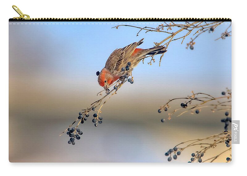 Bird Carry-all Pouch featuring the photograph House Finch Eating Berries by Ron Grafe