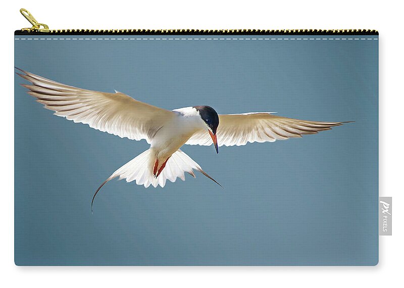 Terns Zip Pouch featuring the photograph Hovering Tern by Judi Dressler