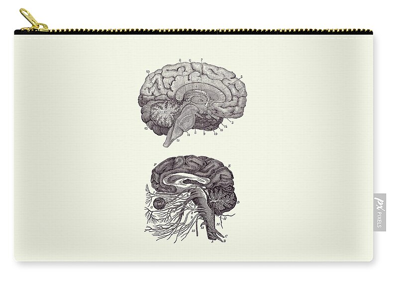 Brain Zip Pouch featuring the drawing Human Brain - Central Nervous System - Vintage Anatomy Print 2 by Vintage Anatomy Prints