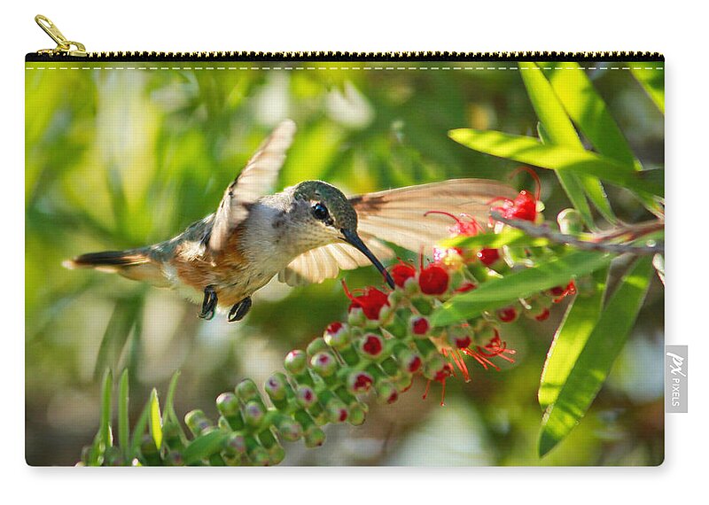 Humming Bird Zip Pouch featuring the photograph Humming Bird in Tree by Montez Kerr