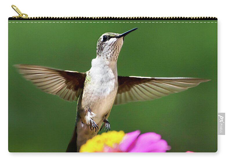 Hummingbird Zip Pouch featuring the photograph Hummingbird by Christina Rollo
