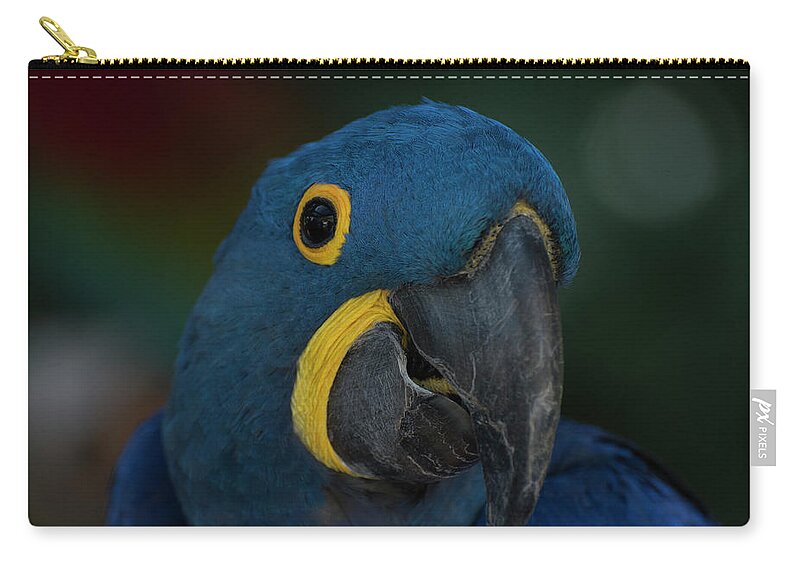 Bird Zip Pouch featuring the photograph Hyacinth Macaw by Carolyn Hutchins