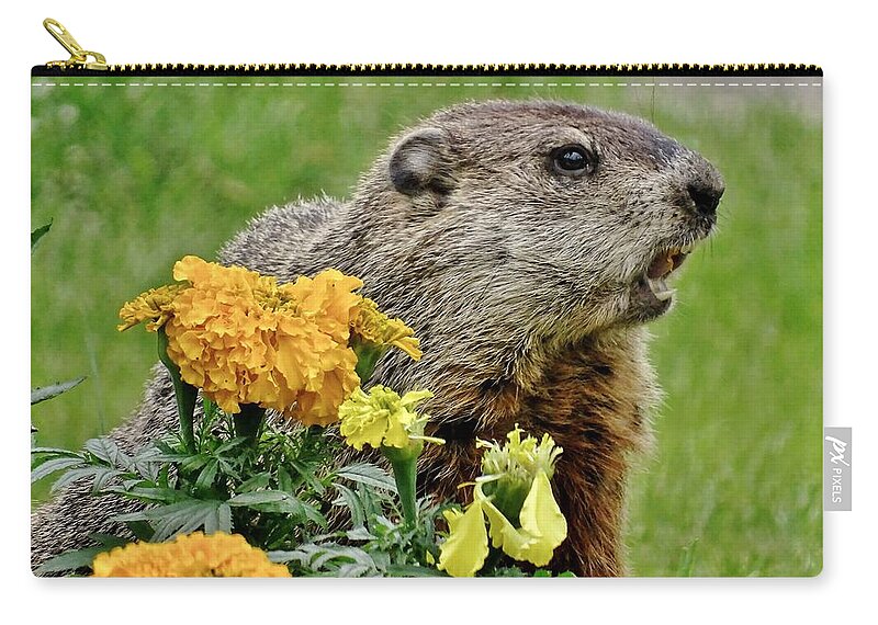 Groundhog Zip Pouch featuring the photograph I Promise Not To Eat All The Flowers by Susan Sam