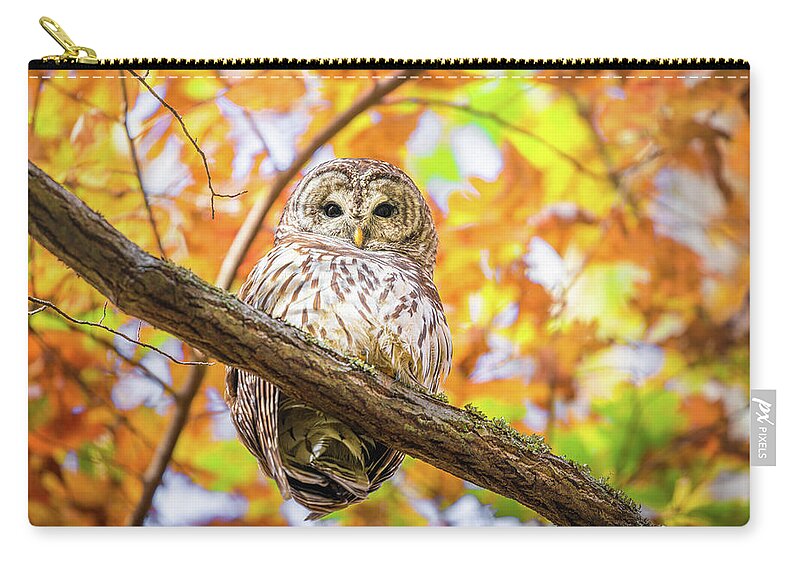 Barred Owl Zip Pouch featuring the photograph I See You by Jordan Hill