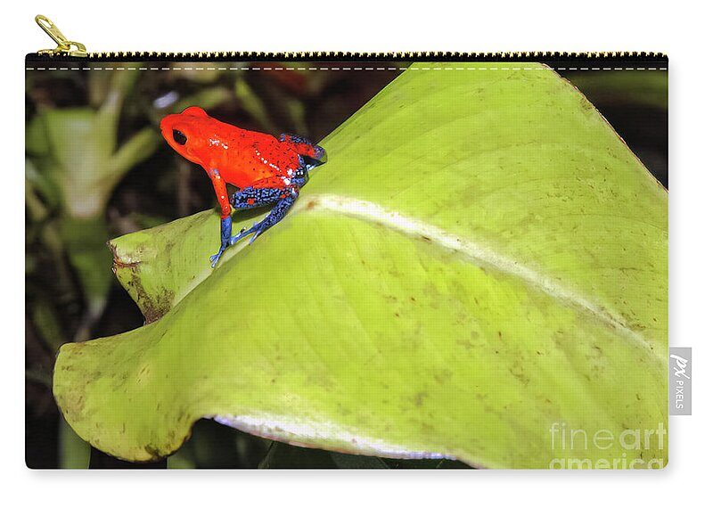 La Paz Waterfall Gardens Zip Pouch featuring the photograph I Wonder by Bob Phillips