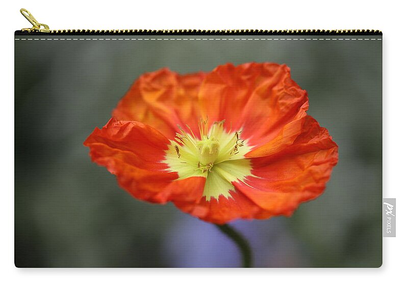 Iceland Poppy Carry-all Pouch featuring the photograph Iceland Poppy by Tammy Pool