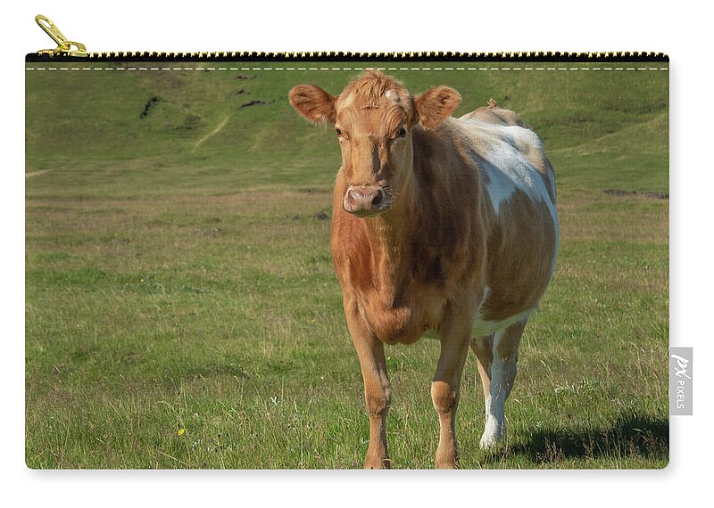 Animal Zip Pouch featuring the photograph Icelandic Cow in Green Pasture by Kristia Adams