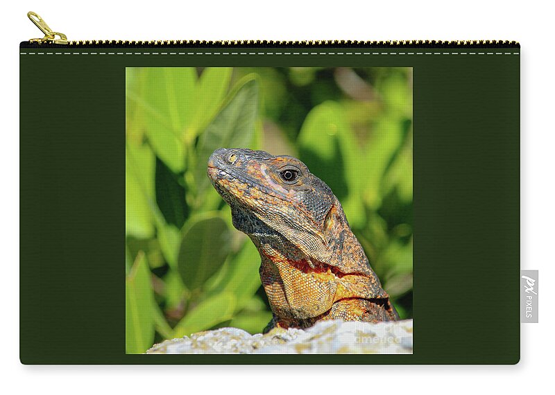 Iguana Zip Pouch featuring the photograph Iguana sunning on the rocks by Joanne Carey