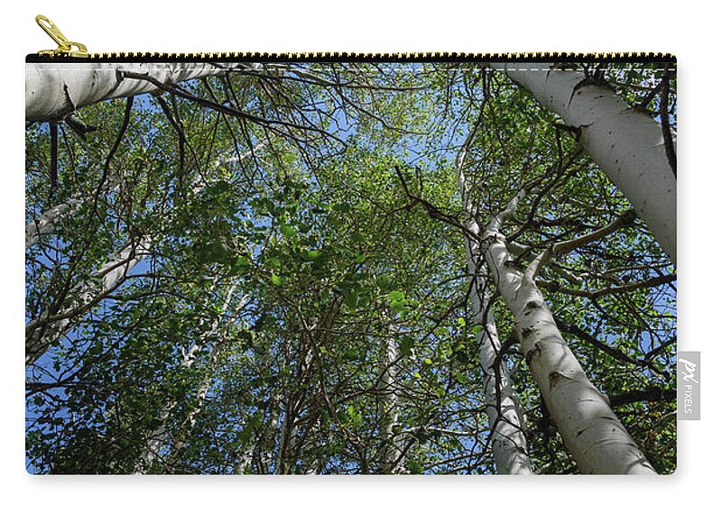 Aspens Zip Pouch featuring the photograph In the Grove by Jeff Hubbard