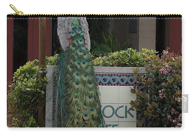 Indian Peafowl Zip Pouch featuring the photograph Indian Peacock with iridescent Blue and Green Plumage by Mingming Jiang
