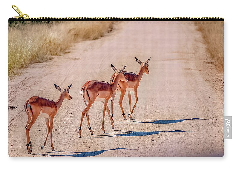 South Africa Zip Pouch featuring the photograph Intrepid Trio in Kruger National Park by Marcy Wielfaert