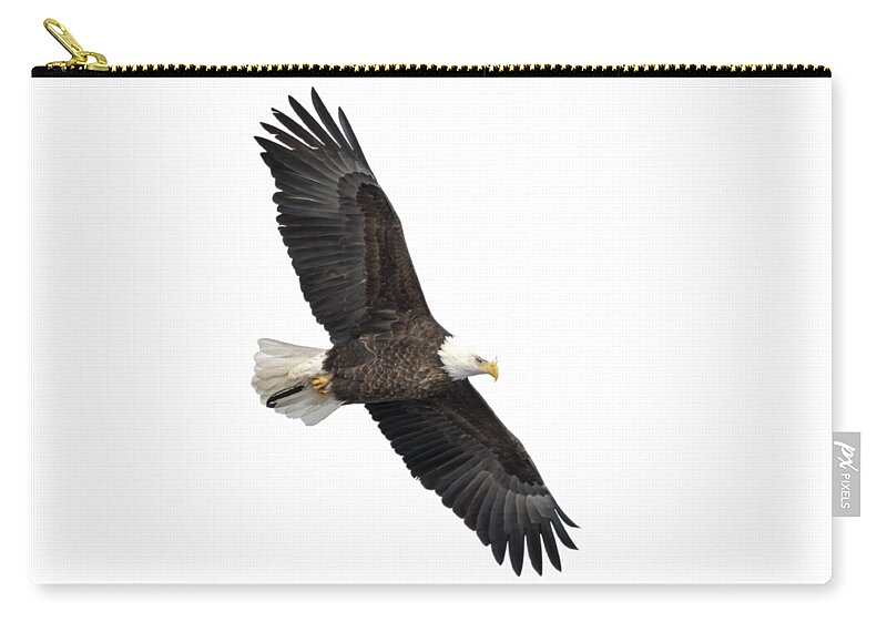 American Bald Eagle Zip Pouch featuring the photograph Isolated Bald Eagle 2019-5 by Thomas Young