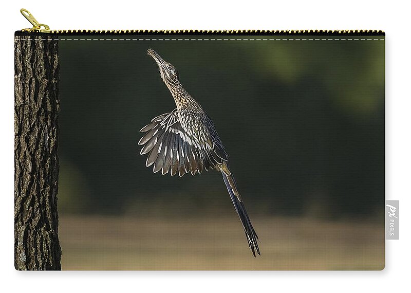 Greater Roadrunner Zip Pouch featuring the photograph Jumping to Feed by Puttaswamy Ravishankar