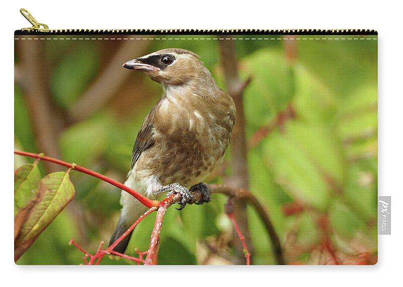 Peterson Nature Photography Zip Pouch featuring the photograph Juvenile Cedar Waxwing by James Peterson