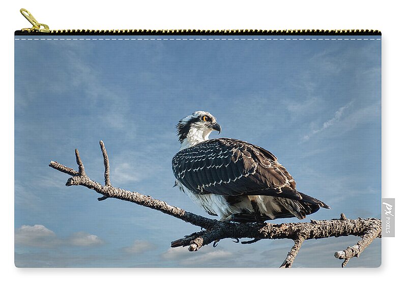 Animal Carry-all Pouch featuring the photograph Juvenile Osprey Perched in a Tree by Jeff Goulden