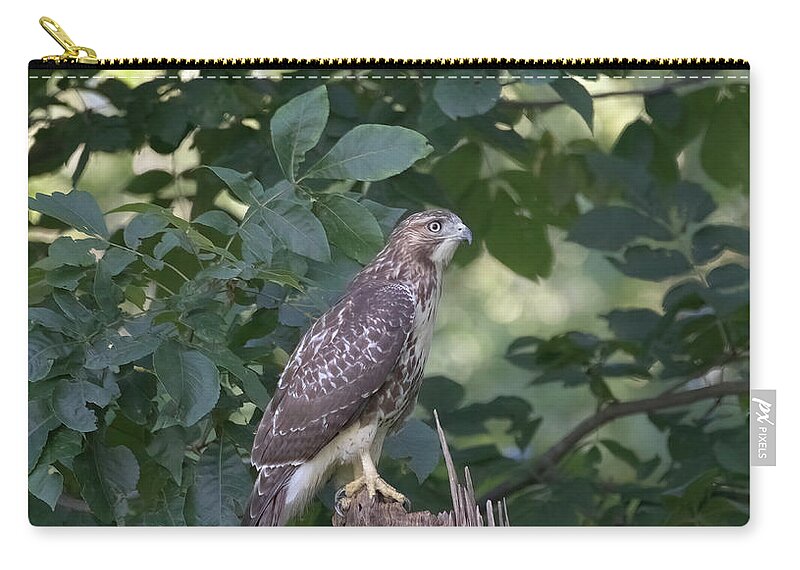 Birds Zip Pouch featuring the photograph Juvenile Red Tailed hawk by Paul Ross