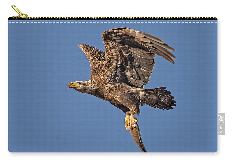Bald Eagle Zip Pouch featuring the photograph Juvenille Bald Eagle by Susan Candelario