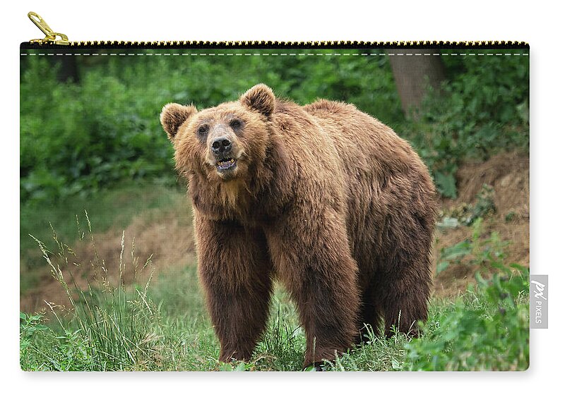Kamchatka Brown bear. Brown fur coat, danger and aggresive animal. Big  mammal from Russia. Carry-all Pouch by Lubos Chlubny - Pixels