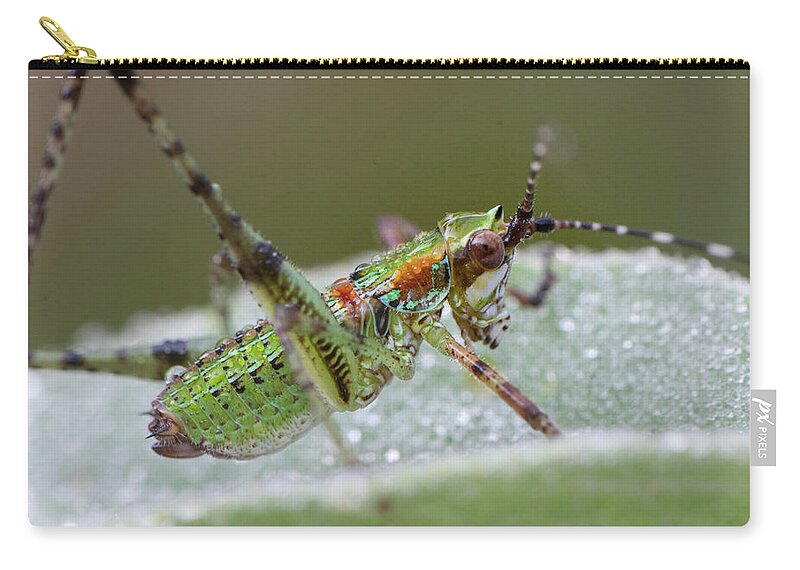 Grasshopper Carry-all Pouch featuring the photograph Katydid Nymph by Karen Rispin