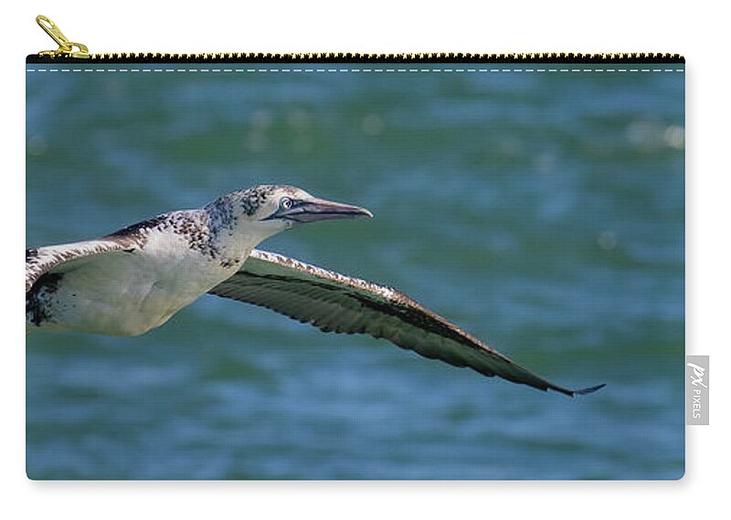 Northern Gannet Zip Pouch featuring the photograph Keep your head up by RD Allen